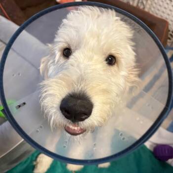 Jai -  Golden Retriever and Poodle Dog for Adoption in Wahiawa, Hawaii - Jai | PetCurious