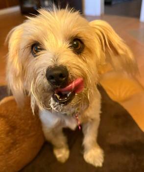Rescue Yorkshire Terrier and Maltese Dogs for Adoption in Edgecliff Village, Texas - BELLA | PetCurious