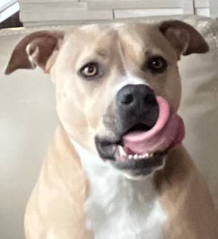 Pit Bull Terrier Dogs Available for Adoption in Carlsbad, California - Rex | PetCurious