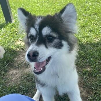 Rescue Mixed Breed Dogs for Adoption in Fletcher, North Carolina - Mabel | PetCurious