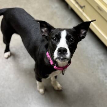 Rescue Chihuahua and Mixed Breed Dogs for Adoption in Mankato, Minnesota - Luna | PetCurious