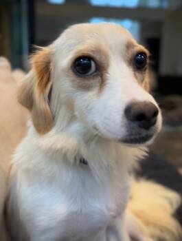 Fern -  Chihuahua Dog for Adoption in Wake Forest, North Carolina - Fern | PetCurious