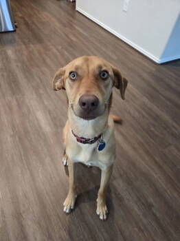 Rescue Labrador Retriever Dogs for Adoption in The Woodlands, Texas - Krispy | PetCurious