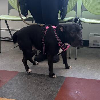 Pit Bull Terrier Dogs Available for Adoption - Aliah | PetCurious