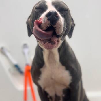 Cookie -  Pit Bull Terrier Dog for Adoption in Starkville, Mississippi - Cookie | PetCurious