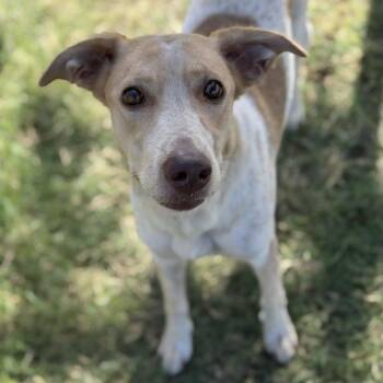 French Onion -  Labrador Retriever Dog for Adoption in New York, New York - French Onion | PetCurious