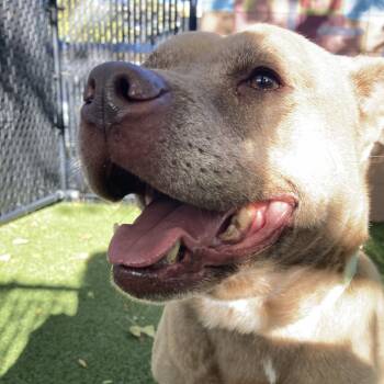 Rescue Staffordshire Bull Terrier Dogs for Adoption in Providence, Rhode Island - Haley | PetCurious