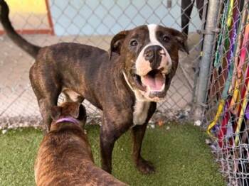 Luke Duke -  Hound and Mixed Breed Dog for Adoption in Gainesville, Florida - Luke Duke | PetCurious
