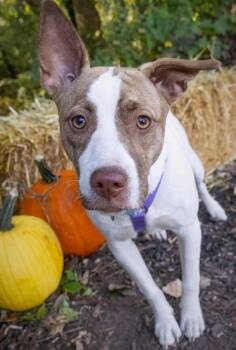 Terrier and Mixed Breed Dogs Available for Adoption in Savage, Minnesota - Tempura | PetCurious