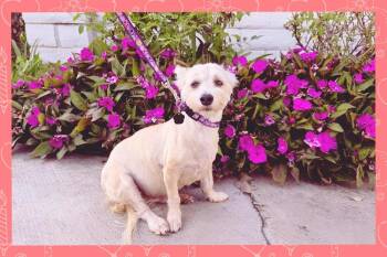Rescue Mixed Breed Dogs for Adoption in Mission Viejo, California - Maize May | PetCurious