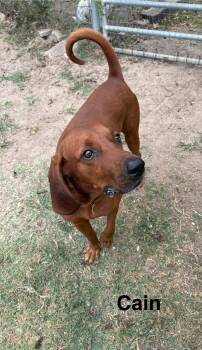 Rescue Redbone Coonhound Dogs for Adoption in Zimmerman, Minnesota - Cain | PetCurious