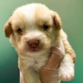 Billy -  Beagle Dog for Adoption in Springboro, Ohio - Billy | PetCurious
