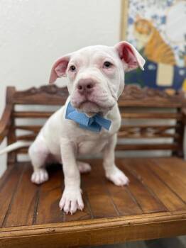 Pit Bull Terrier and American Bully Dogs Available for Adoption - Flipper Tater Tot | PetCurious
