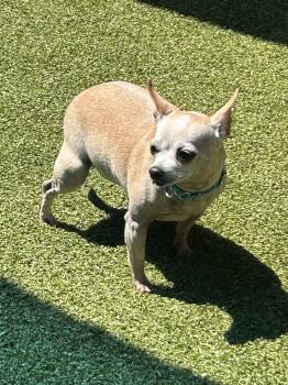 Chihuahua Dogs Available for Adoption in Mt. Juliet, Tennessee - Croissant | PetCurious