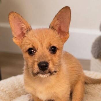 Sammy -  Terrier Dog for Adoption in Antioch, California - Sammy | PetCurious