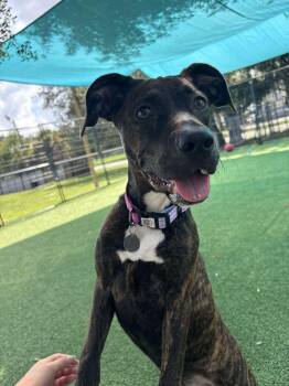 Kahlua- Oreo -  Retriever Dog for Adoption in Lakeland, Florida - Kahlua- Oreo | PetCurious