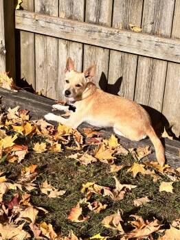 Rescue Chihuahua and Terrier Dogs for Adoption in Owen Sound, Ontario - Ruby | PetCurious