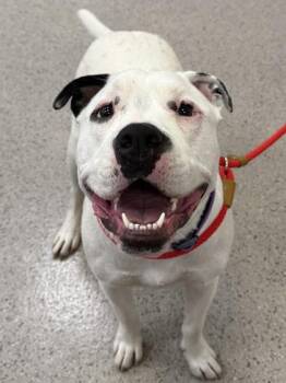 Pit Bull Terrier and Mixed Breed Dogs Available for Adoption in Fishers, Indiana - Tony | PetCurious