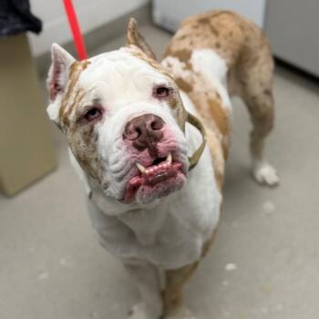 Biscuit -  Cane Corso and Great Dane Dog for Adoption in Brentwood, Missouri - Biscuit | PetCurious