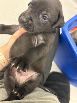 JON -  Pit Bull Terrier Dog for Adoption in Indianapolis, Indiana - JON | PetCurious