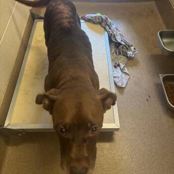 Snaggle -  Pit Bull Terrier and American Bulldog Dog for Adoption in Hinesville, Georgia - Snaggle | PetCurious