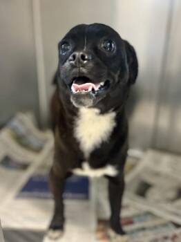 Pug Dogs Available for Adoption - ChuggaChugga | PetCurious