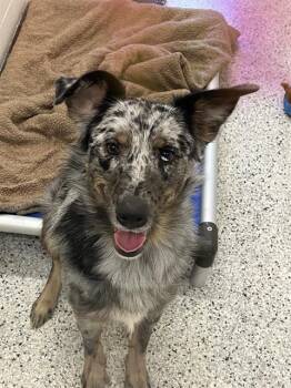 Australian Shepherd and Border Collie Dogs Available for Adoption in Canfield, Ohio - FINN | PetCurious