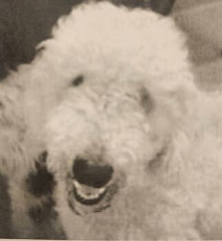 Rescue Standard Poodle Dogs for Adoption in Severance, Colorado - Ken | PetCurious