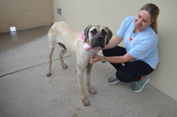 Rescue Mastiff Dogs for Adoption in Mckinney, Texas - Rosie | PetCurious