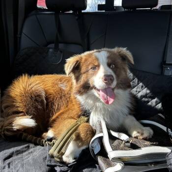 Australian Shepherd Dogs Available for Adoption - Jackson | PetCurious