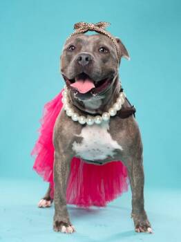 Candy- ADOPTED -  Mixed Breed Dog for Adoption in Atlanta, Georgia - Candy- ADOPTED | PetCurious