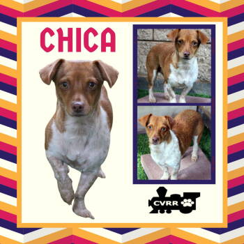 Rescue Terrier and Dachshund Dogs for Adoption in Lindsay, California - Chica | PetCurious