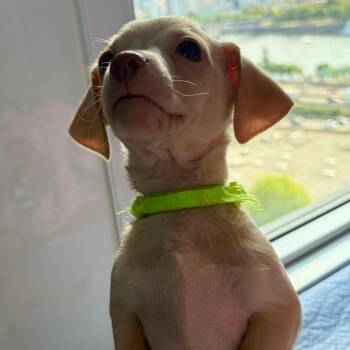 Chocolate Sauce -  Chihuahua Dog for Adoption in Portland, Oregon - Chocolate Sauce | PetCurious