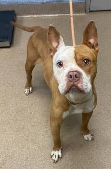 Jerome -  Mixed Breed Dog for Adoption in Chamblee, Georgia - Jerome | PetCurious