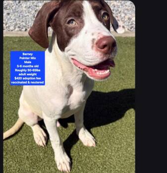 Barney -  Pointer Dog for Adoption in Oviedo, Florida - Barney | PetCurious
