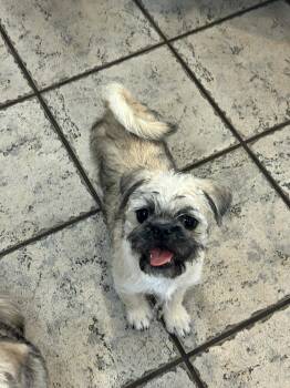 Brussels Griffon Dogs Available for Adoption in Phoenix, Arizona - Potato Puppies - Bel Air | PetCurious