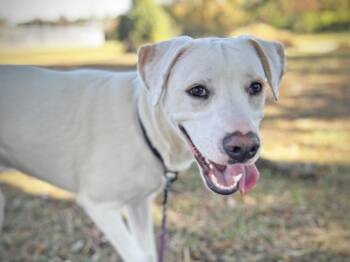 Rescue Mixed Breed Dogs for Adoption in Fernandina Beach, Florida - DYLAN | PetCurious