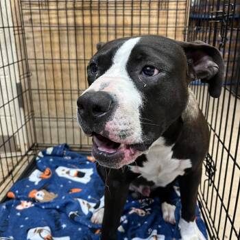 Gage -  Mixed Breed Dog for Adoption in Chattanooga, Tennessee - Gage | PetCurious