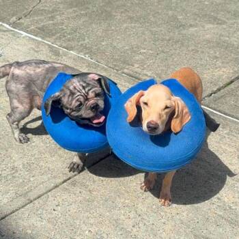 Ren -  Dachshund and Mixed Breed Dog for Adoption in New York, New York - Ren | PetCurious