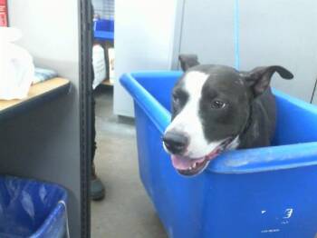 Mixed Breed Dogs Available for Adoption in Dallas, Texas - MEATLOAF | PetCurious