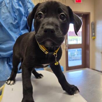 Cascade -  Labrador Retriever and Mixed Breed Dog for Adoption in San Antonio, Texas - Cascade | PetCurious