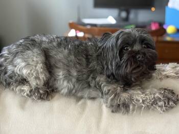 Shih Tzu and Maltese Dogs Available for Adoption in Brunswick, Maine - Emmy | PetCurious