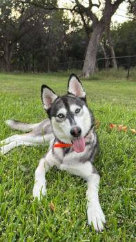 Rescue Siberian Husky Dogs for Adoption in Carrollton, Texas - Maggie | PetCurious
