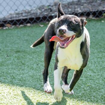 Jack -  Terrier Dog for Adoption in Hilton Head Island, South Carolina - Jack | PetCurious