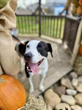 Rescue Pit Bull Terrier and Mixed Breed Dogs for Adoption in Louisville, Kentucky - COLLARD GREENS | PetCurious