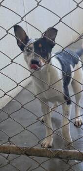 Wumba -  Mixed Breed Dog for Adoption in Thousand Oaks, California - Wumba | PetCurious