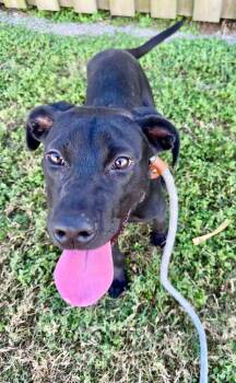 Rescue Mixed Breed Dogs for Adoption in Scott, Louisiana - Felicia | PetCurious