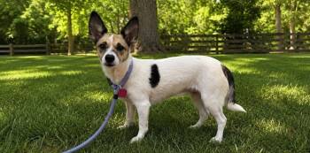 Iris -  Mixed Breed Dog for Adoption in Shelburne, Vermont - Iris | PetCurious