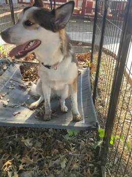 HOLLIE -  Husky and Mixed Breed Dog for Adoption in Dallas, Texas - HOLLIE | PetCurious