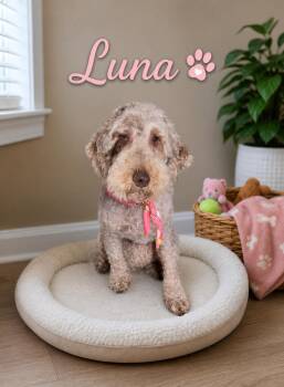 Labradoodle Dogs Available for Adoption in Momence, Illinois - Luna | PetCurious